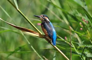 Dialogue: Ecological Photographer | Lü Zijie: Using His Camera to Protect Birds in Xinjiang