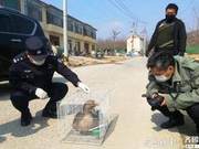 Tayshan Linqu Police Station Rescues Wild Goose That Ingested Pesticides