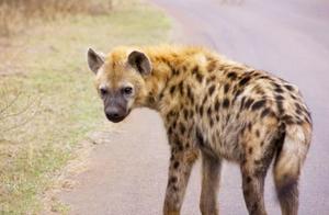 Ugly and Terrifying Hyenas: Why Don't They Ever Attack Humans? Netizens: Give it Ten Times Its Courage