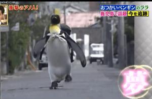 Tears and Trails! This Penguin Actually Packs Its Own Bag to Buy Fish! Netizens: It's Simply Too Cute!