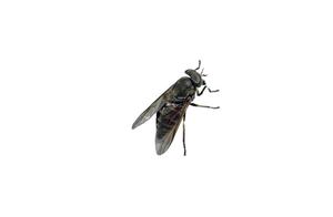 Which Insect is Most Feared in Summer? Not Mosquitoes, But Large Flies Like Horse Flies