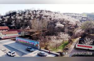 Cloud Viewing Flowers: Witness the Blooming Apricot Blossoms in Wuxian County’s Quidian Village
