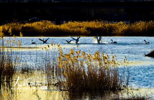 Beijing: Wild Swans Enjoying Warm Sunlight