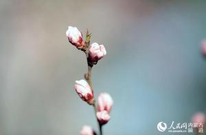 Beautiful Spring Light, Peach Blossoms in Bloom