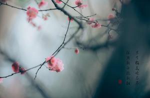 A Spring Sorrow, Quenched with Wine