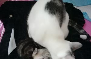 Help! People Abuse Cats, Will Anyone Care?
