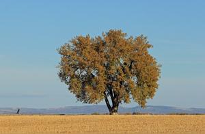 When You're Tired, Which Big Tree Do You Lean On? Who Will Rescue You First in Danger?