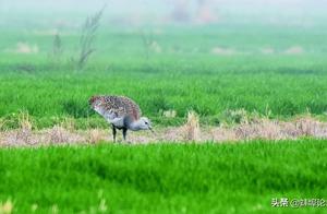 Look! A Rare Bird Species – The Great Bustard – 'Returns to the Scene' in Huaiyuan County