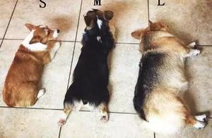 Other dogs are chubby, a Corgi being fat is real fat
