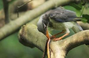 Snakes are Frequently Defeated by Predators, Such as the Scarlet-headed Minivet