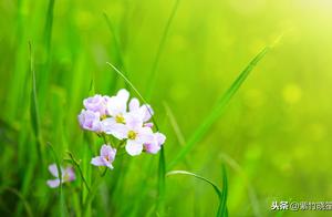 Seven Short Quatrains: Spring Scenery