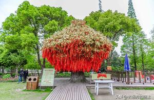 Cities in Jiangsu Suitable for Retirement: Not Suzhou or Nanjing, But 3 of the Most Beautiful Places