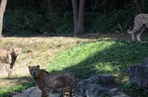 Are Cheetahs Really Leopards? Are Pandas Really Cats?! There Are So Many ‘Mismatched’ Animals in the Animal Kingdom!