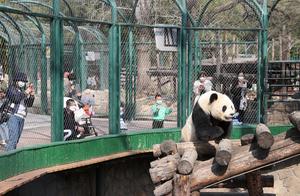 Beijing Zoo Reopens After 58 Days