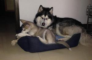 I was 'persuaded' to buy an Alaskan dog, and you guys really made me suffer.