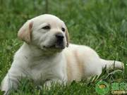 Clinical Symptoms and Comprehensive Control Technologies of Giardia Infection in Dogs
