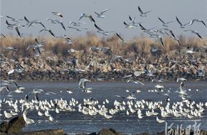 Tangshan, Hebei: Ten Thousand Birds Dance by the Bohai Sea