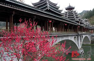 Canals: Lush Spring in Dong Village, Peach Blossoms Abound
