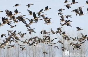 Spring Returns to the Earth! Thousands of Geese Migrate North to Mudanjiang