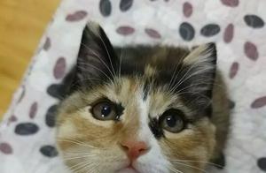 Cat Daily Demands Hugs, Unable to Do Anything Else, Seeking Help Online, What Should I Do?