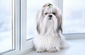 Which Dog Breeds are Suitable for Children? Here are 9 Choices