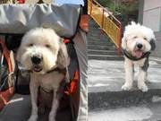 Dog Spent 9 Years With Us! Owner Carries 50lb Dog for Shopping
