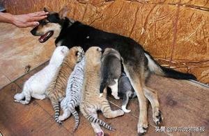 Heartwarming! Tiger Mom Doesn't Want Little Tigers to Starve, Voluntarily Acts as Temporary Nanny