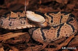 Largest Venomous Snake in the Western Hemisphere - The Amazonian Bushmaster! 100% Fatality Rate from Bites!