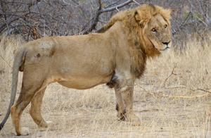 Hunted by Lions, Surrounded by Lionesses and Blocked by Elephants – A Camping Trip Forever Etched in Memory in the African Wilderness