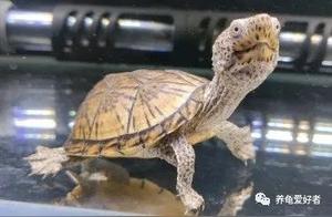 Turtle Illness Forewarnings: Are You Already Aware?