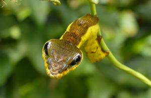 A Count of Animal Transformation Masters: Mimicry Evolution, All for Survival