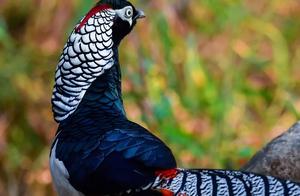 Rare sighting! Yunnan photographer captures white bellied golden pheasant in Dehong forest, netizens praise