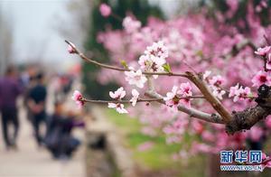 Peach Blossoms Blaze, Battling Spring Fragrance (Shaanxi Xi'an)