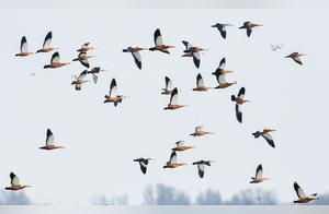 Hulunbeier Reservoir Welcomes Migratory Birds