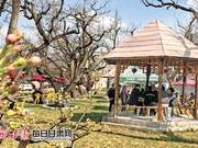 Lanzhou Traffic Police Issue Travel Reminders: Be Aware of These Situations When Visiting Shichuan to View Pear Blossoms