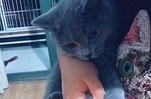 Will a Cat Last a Thousand Days if You Use It Once? Let's See What Cat Owners Have Come Up With!
