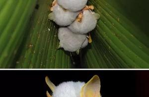 10 Unusual Animals, and the Last One Was Discovered in China