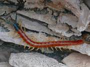 Rooster Loves to Peck at Scorpions, Does One Bite Pose a Fatal Threat to Humans?
