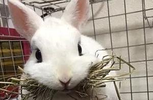 A Woman Bought a Rabbit and Found It Was Experiencing a 'False Pregnancy'