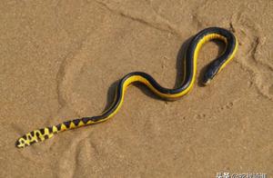 Most Venomous Sea Snake Discovered on Southern California Beach