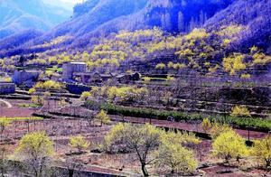 Mountain Mume Blossoms in Pyuhong Scenic Area