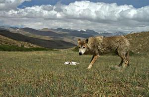 Why the Himalayan Wolves, Traditionally Considered Equal to Chinese Wolves, Are Now Recognized as a New Species?