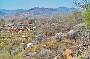 Blue-land: Apricot Blossom Valley