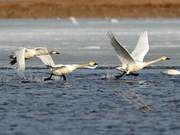 Millions of Migratory Birds Pass Through Beijing 'Taking Off' and 'Landing'