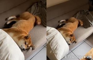 Tail Wakes, Body Still Asleep! Its 'Lazy Greeting Method'