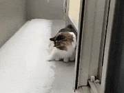 The cat was excited to see the snowfall and realized it was 'intense'!