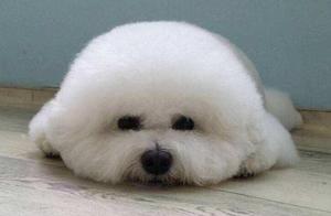 6 Signs of Low IQ in Pomeranians: Does Your Dog Exhibit Any of These?