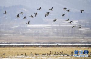 Jilin Jixing Wetland Welcomes Returning Migratory Birds