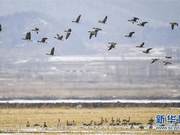 Jilin Jingxin Wetland Welcomes Returning Migratory Birds