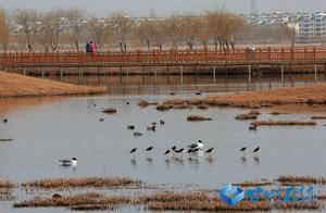 Ganzhou: Ecological Wetlands and Harmonious Painting